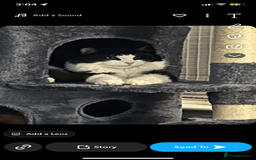 Ragdoll cats for sale: Two cats for sale  - Image 6