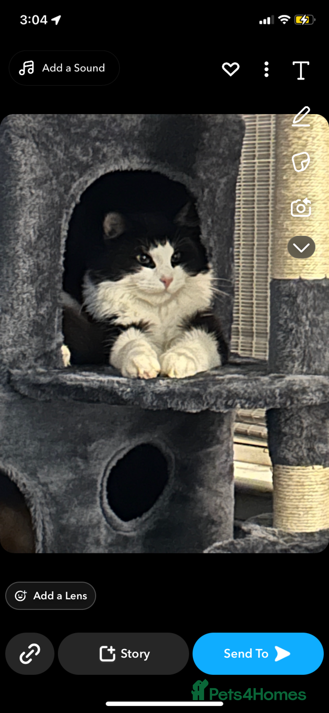 Ragdoll cats for sale: Two cats for sale  - Image 6