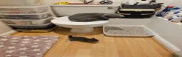Mixed Breed cats for adoption: Blue female rescue cat Looking for 1st Real Home - Advert 6