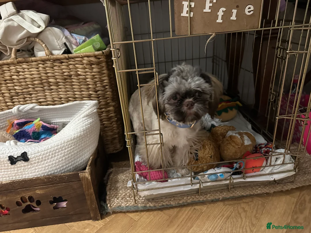 Shih Tzu dogs for sale:  Liver nosed chocolate orange Karashishi Shih tzu  - Advert 2