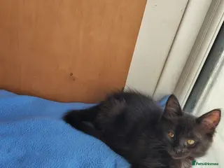 Mixed Breed cats ONLY 1 blackish boy left now - Long haired kittens - Advert 2