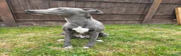 Whippet dogs for sale: KC Registered Whippet Dog, 20 months old in Swadlincote - Advert 6