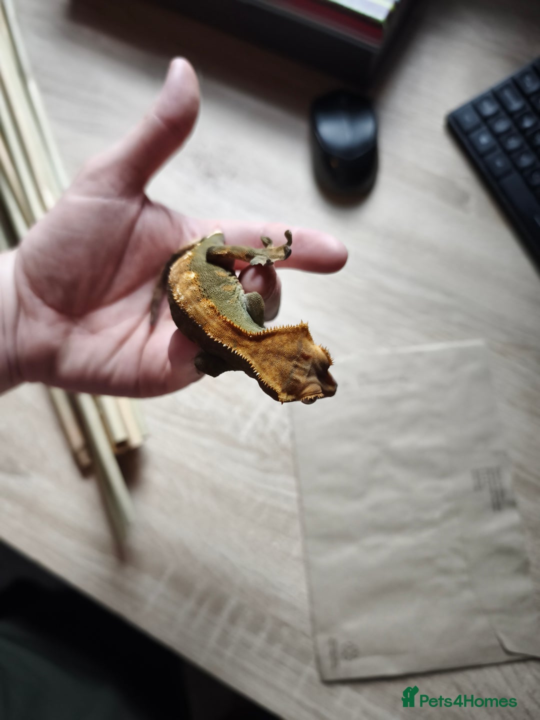 Gecko reptiles for sale: Female crested gecko  - Image 2