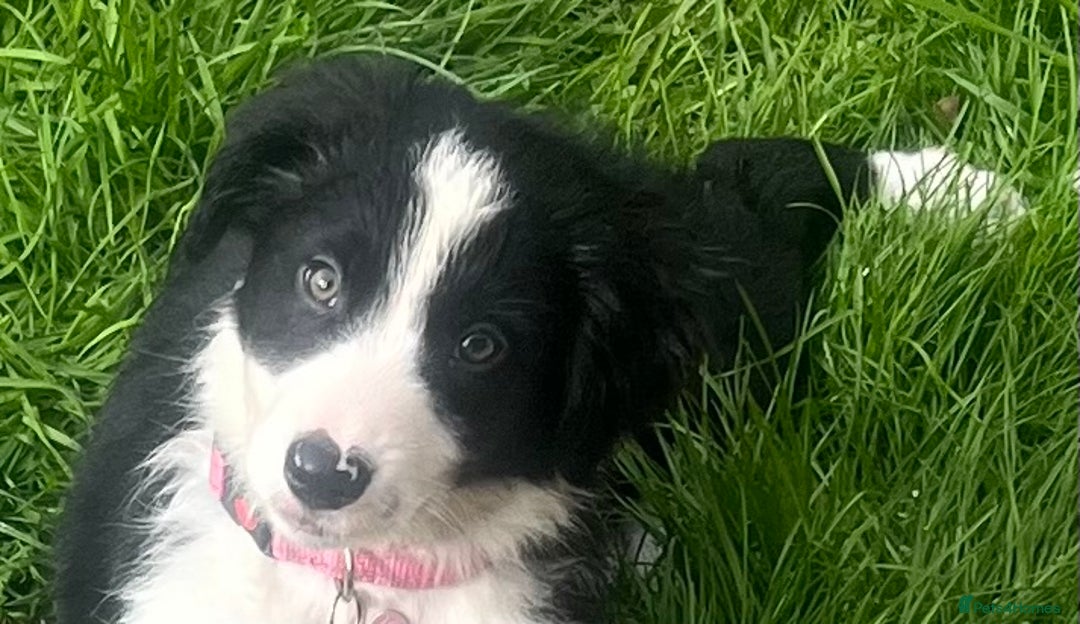 Border Collie dogs for sale: Beautiful girl non kc  - Image 19