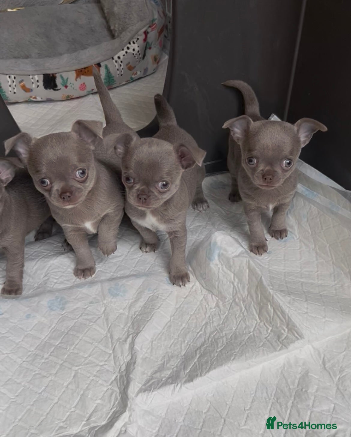 Chihuahua dogs Lilac KC Chihuahua babies - Advert 8