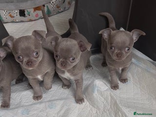 Chihuahua dogs Lilac KC Chihuahua babies - Advert 8