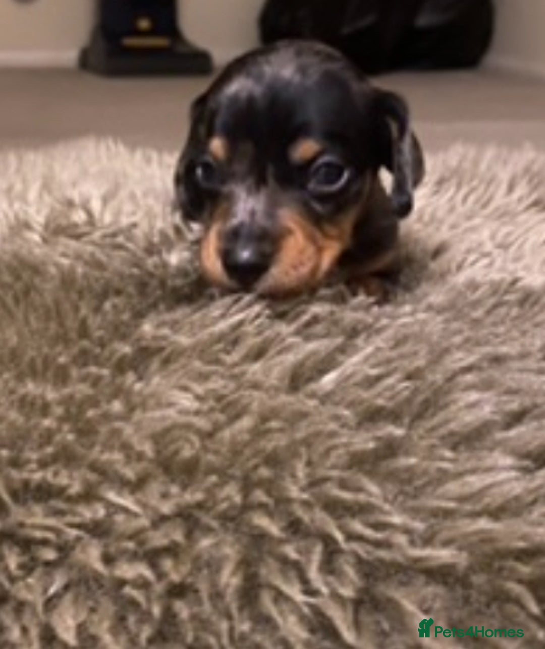 Dachshund dogs for sale: 4 Dachshund puppies for sale  - Advert 10