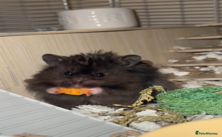 Hamster rodents - Advert 3