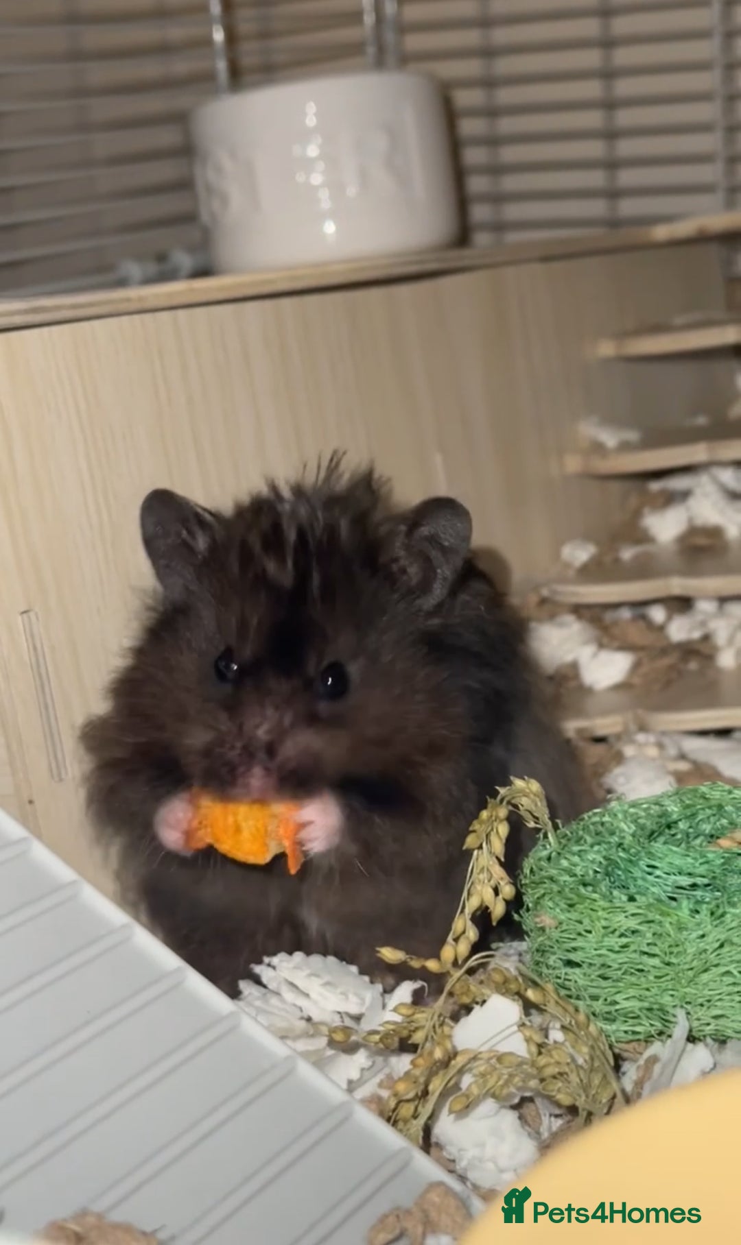 Hamster rodents for sale: Male Longhaired Syrian Hamster - Image 1