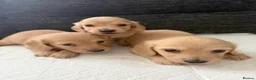 Miniature Dachshund dogs for sale: Cream long haired mini dachshund puppies - Advert 2