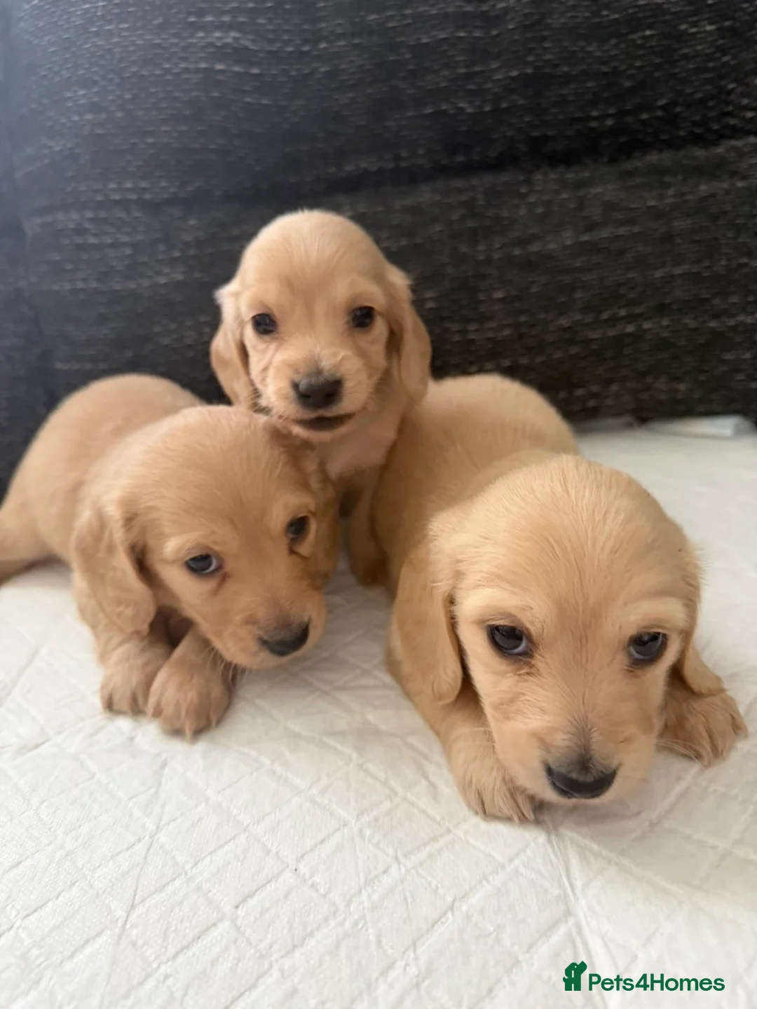 Miniature Dachshund dogs for sale: Cream long haired mini dachshund puppies - Advert 2