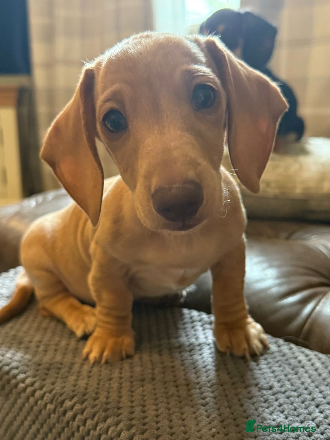 Miniature Dachshund dogs for sale: KC Reg Miniature Dachshund Puppies ✨READY NOW✨ - Image 10