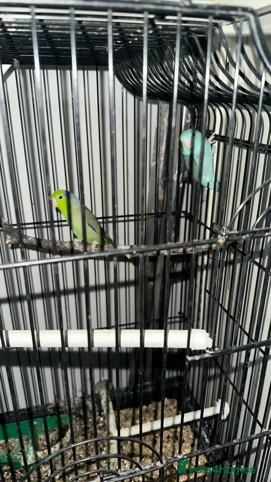 Parrots birds for sale: Bonded pair of Pacific Parrotlets (Blue & Pastel) in London - Advert 3