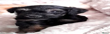 Schnoodle 3