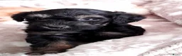 Schnoodle dogs for sale: Adorable schnoodle puppies  - Advert 3