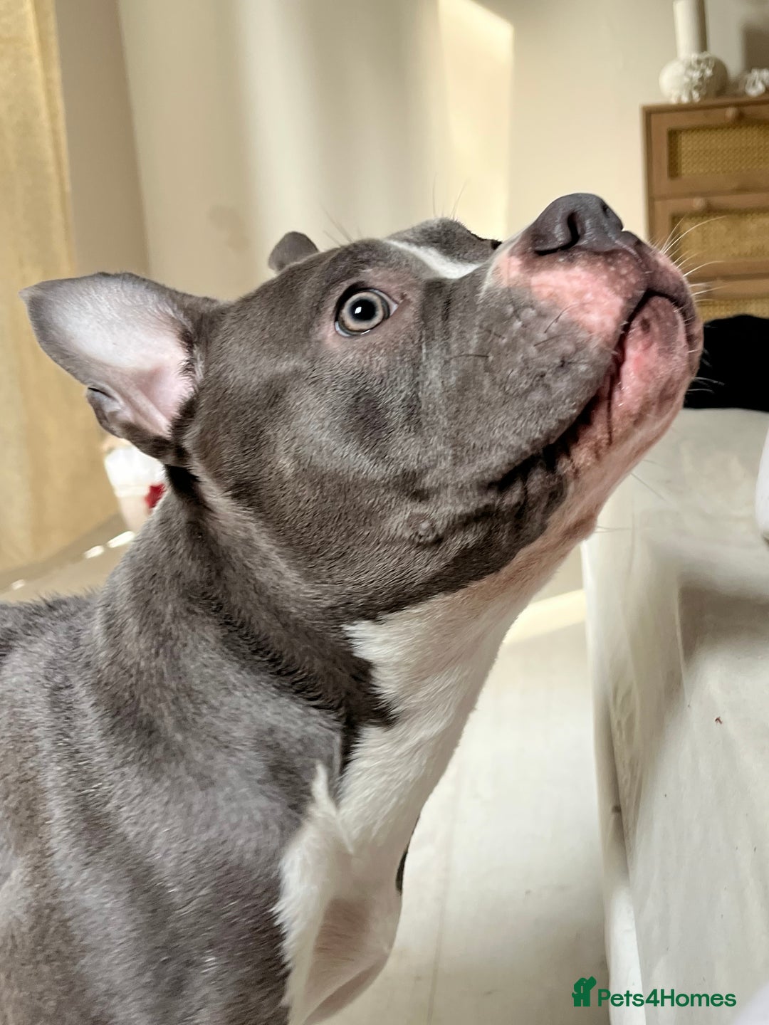 Mixed Breed dogs for sale: Mixed breed  - Image 11