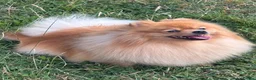 Pomeranian dogs for sale: Beautiful orange Pom girl for sale  - Advert 9