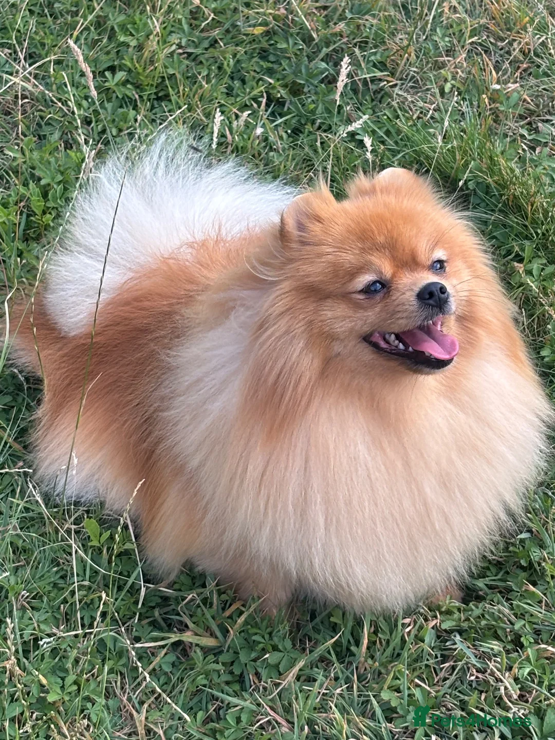 Pomeranian dogs for sale: Beautiful orange Pom girl for sale  - Advert 9