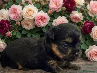Mixed Breed dogs Adorable Yorkshire/Biewer Terriers - Advert 8