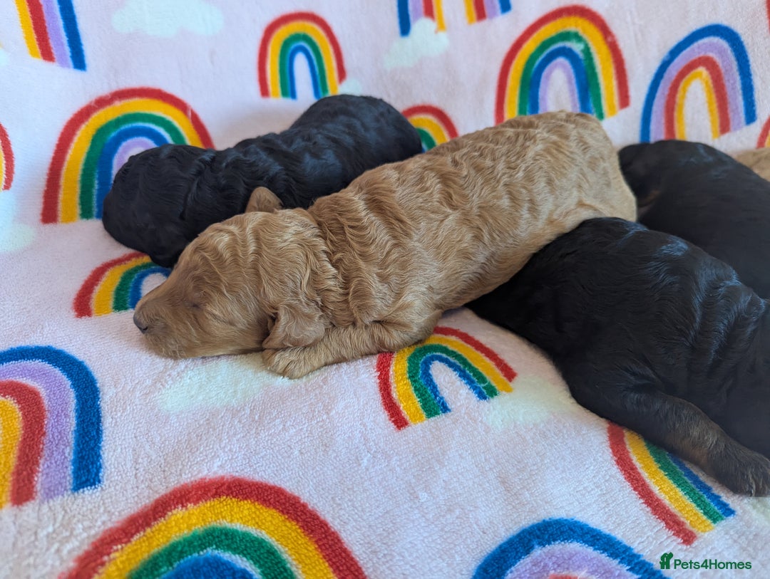 Miniature Poodle dogs for sale: Stunning Red & Phantom Miniature/Moyen Poodles - Image 3