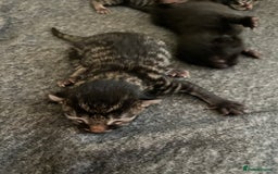 British Shorthair cats for sale: Kittens for sale - Image 6
