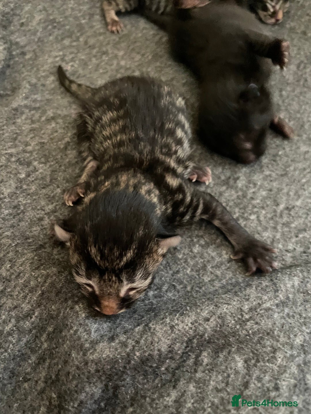 British Shorthair cats for sale: Kittens for sale - Image 6