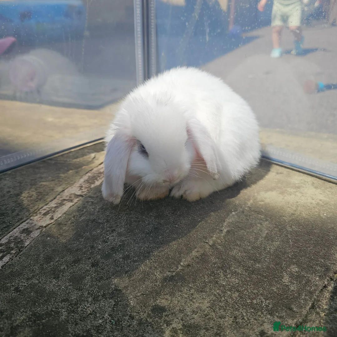 Mini Lop rabbits for sale: Pure white mini lops  in Cleckheaton - Advert 2