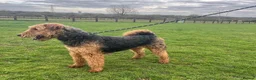 Airedale Terrier dogs for sale: KC REG 5⭐️BREEDER 4💖5💙 - Advert 2