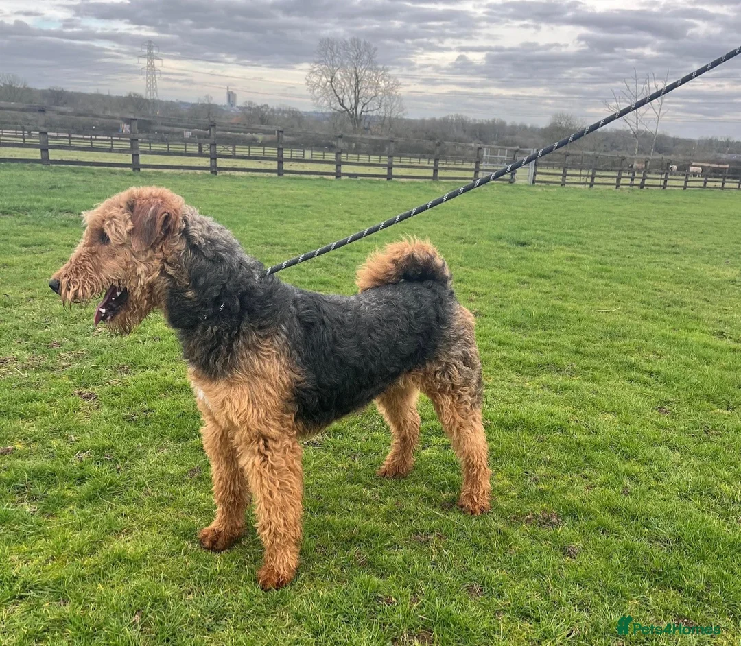 Airedale Terrier dogs for sale: KC REG 5⭐️BREEDER 4💖5💙 - Advert 2