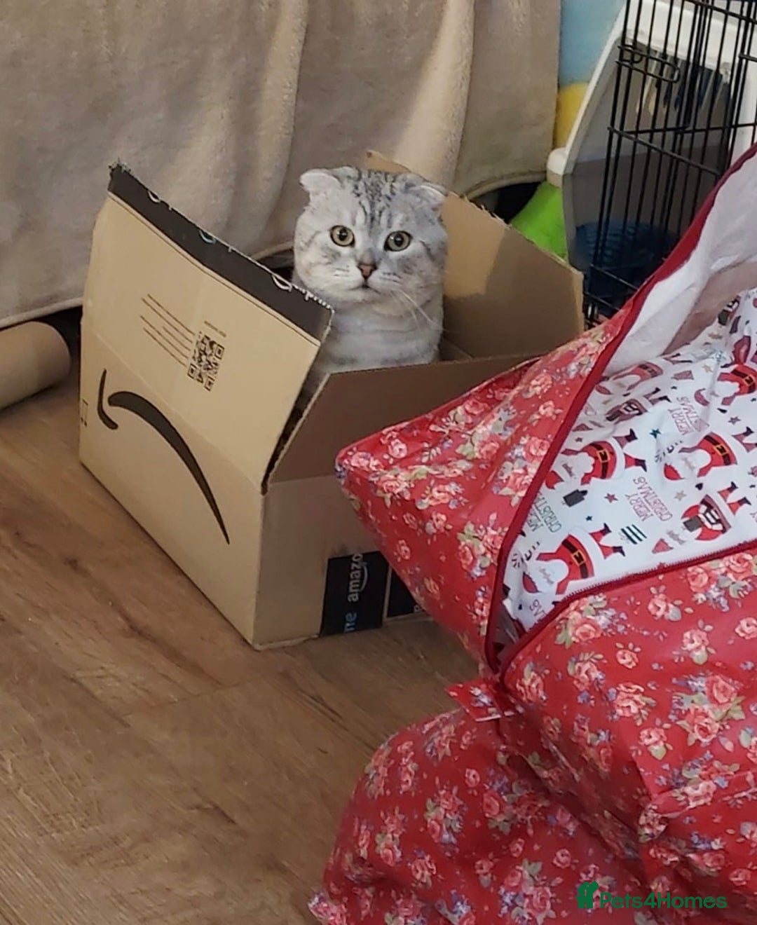 Scottish Fold cats for sale: Scottish Fold - Advert 3