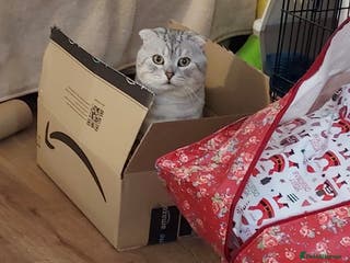 Scottish Fold cats Scottish Fold - Advert 1