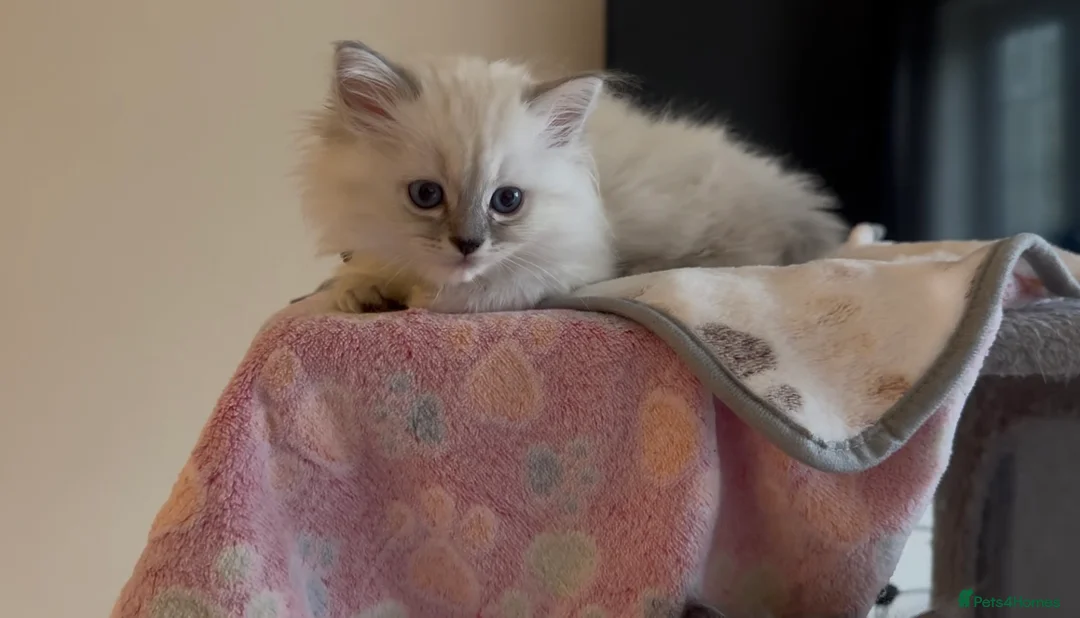 Persian cats for sale: LAST DOLLFACE CHINCHILLA PERSIAN GIRL - Advert 23