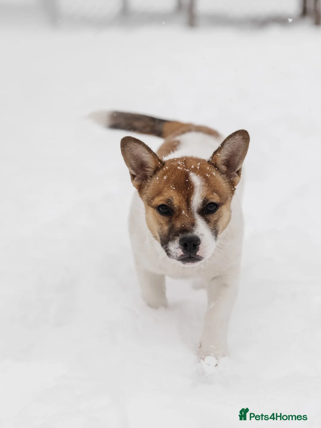 Mixed Breed dogs for adoption: 💖🐶 DEMI-MOON 🐶💖 - Advert 21