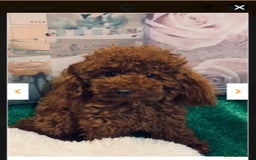 Yorkiepoo dogs for sale: Tiny Yorkipoos beautiful fluff balls puppies - Image 37