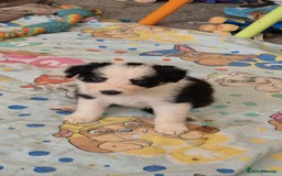 Border Collie dogs for sale: bored collie puppies  - Image 4