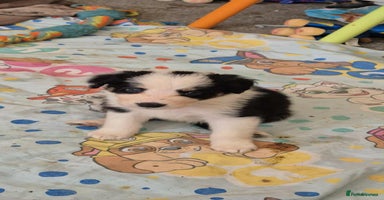 Border Collie dogs - Advert 9