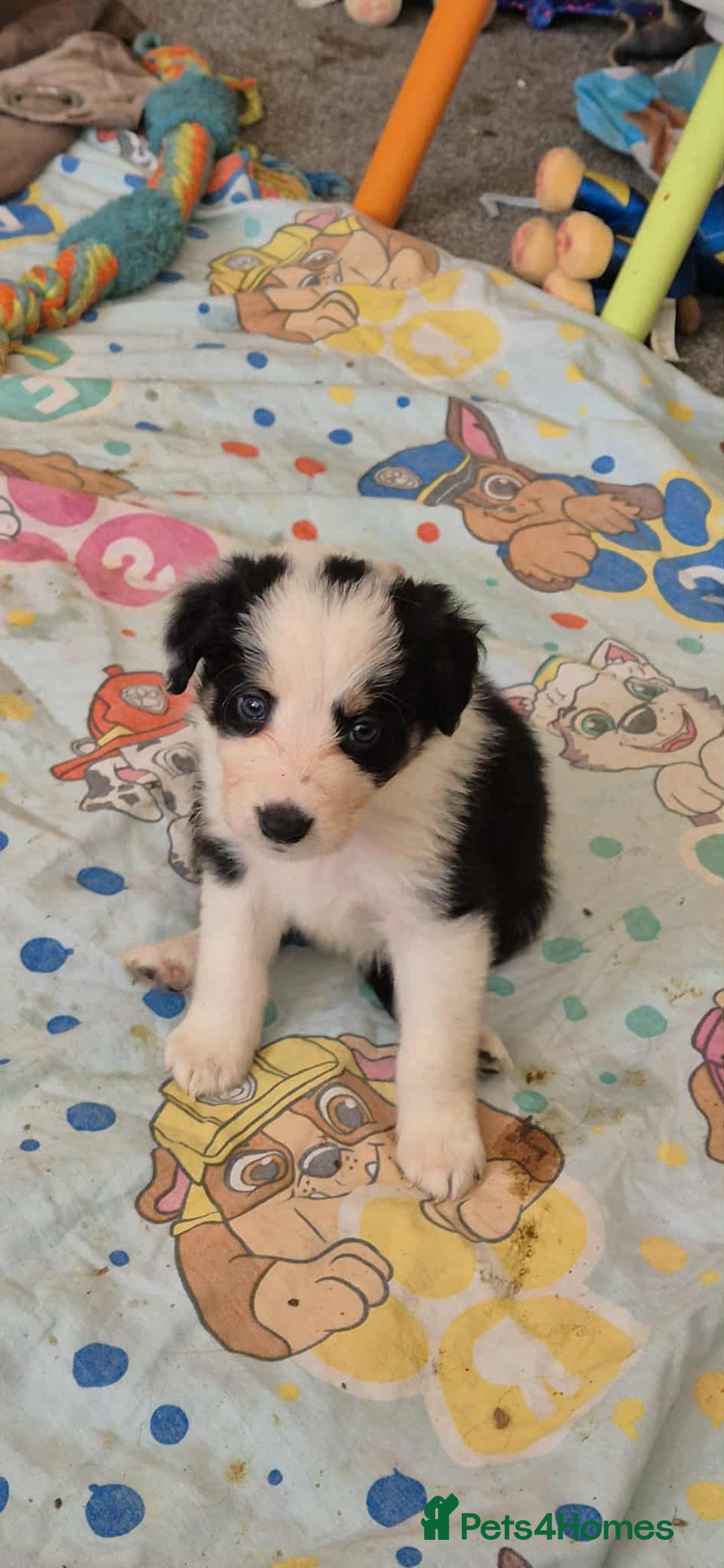 Border Collie dogs for sale: bored collie puppies  - Image 4