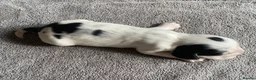 Cocker Spaniel dogs for sale: Show Type Cocker Spaniel Puppies - Advert 26