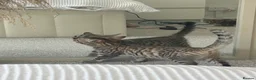 Bengal cats for sale: Bengal kittens  - Advert 8