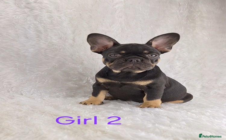 French Bulldog dogs - Advert 1