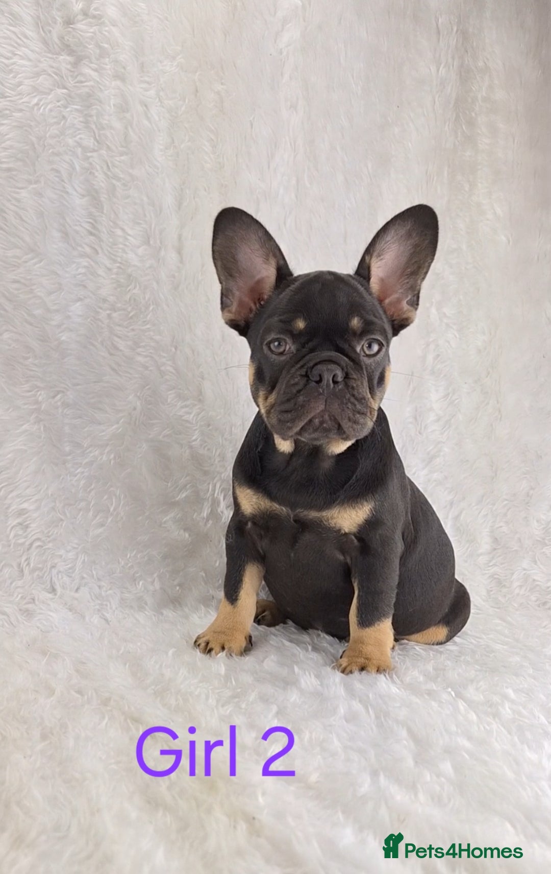 French Bulldog dogs for sale: Classic French Bulldog Puppies  - Image 1
