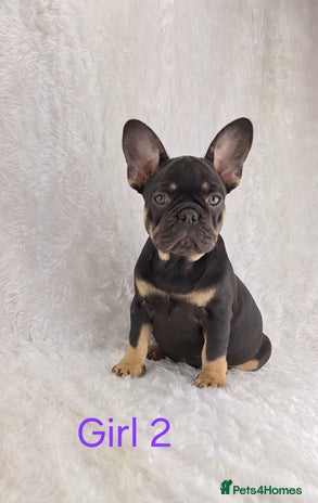 Micro Mini Full Grown Teacup French Bulldog French Bulldog Puppies