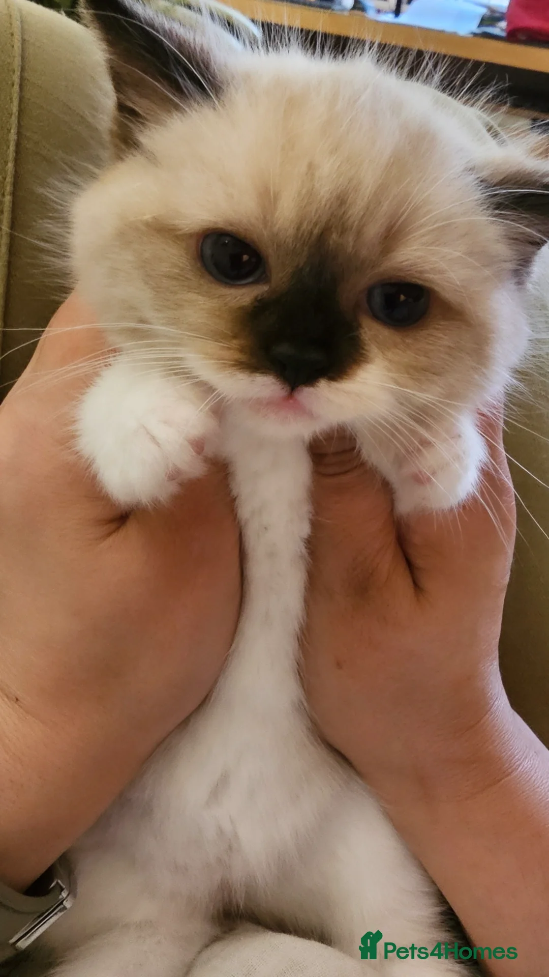Ragdoll cats for sale: Three Ragdoll kittens - Image 27