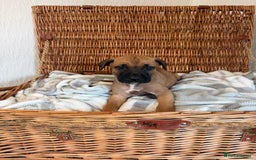 Mixed Breed dogs for sale: Came Corso X Puppies - Image 11