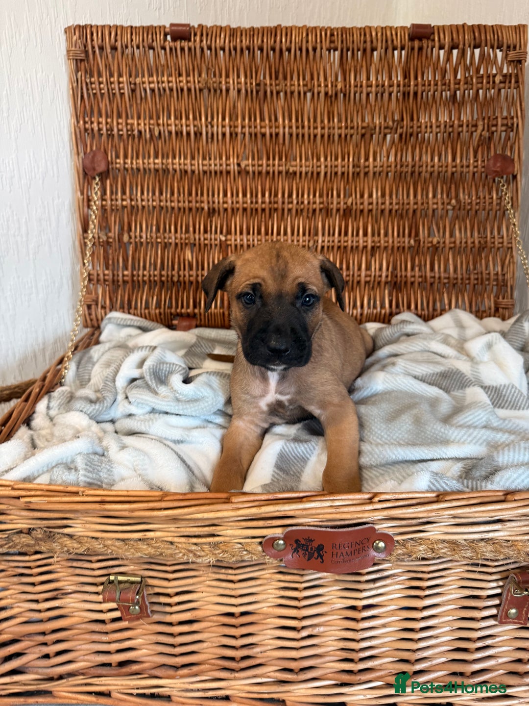 Mixed Breed dogs for sale: Came Corso X Puppies - Image 11