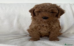 Goldendoodle dogs for sale: Beautiful litter of Goldendoodles  - Image 30