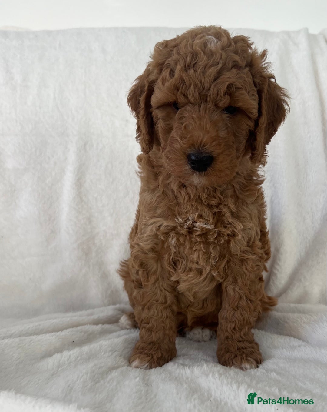 Goldendoodle dogs for sale: Beautiful litter of Goldendoodles  - Image 30