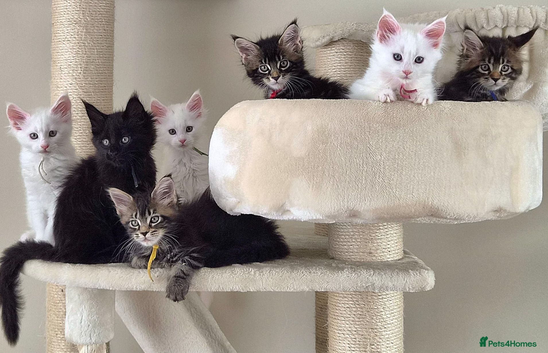 Maine Coon cats Exceptional Russian Line Maine coons - Advert 15