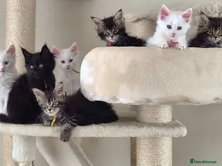 Maine Coon cats Exceptional Russian Line Maine coons - Advert 15
