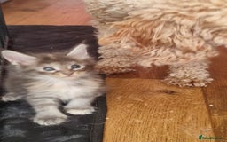 Maine Coon cats for sale: Fully health tested and Tica registered  in Great Missenden - Image 30